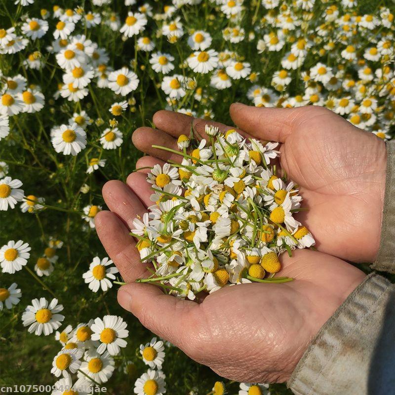 100% Natural Chamomile Dried F - огляд і ціна Chamomile Tea
